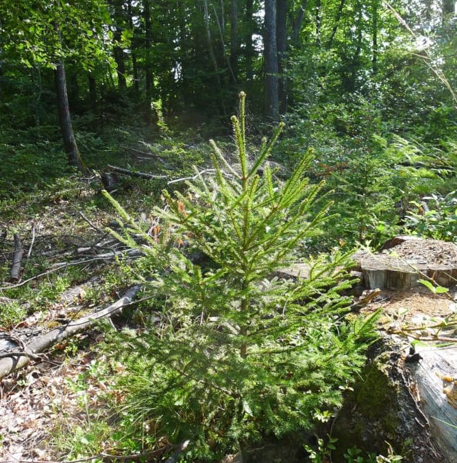 plantons pour l&rsquo;avenir