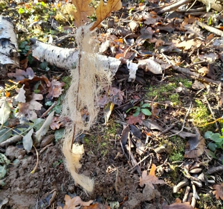 Protection contre le gibier en laine de mouton