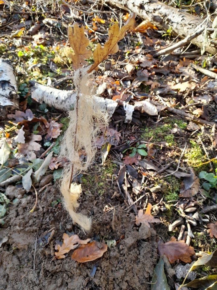 Protection contre le gibier en laine de mouton