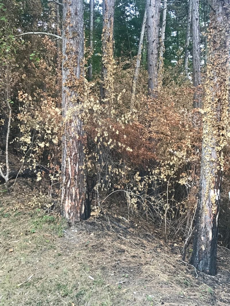 LA FORET BRULE EN HAUTE SAVOIE