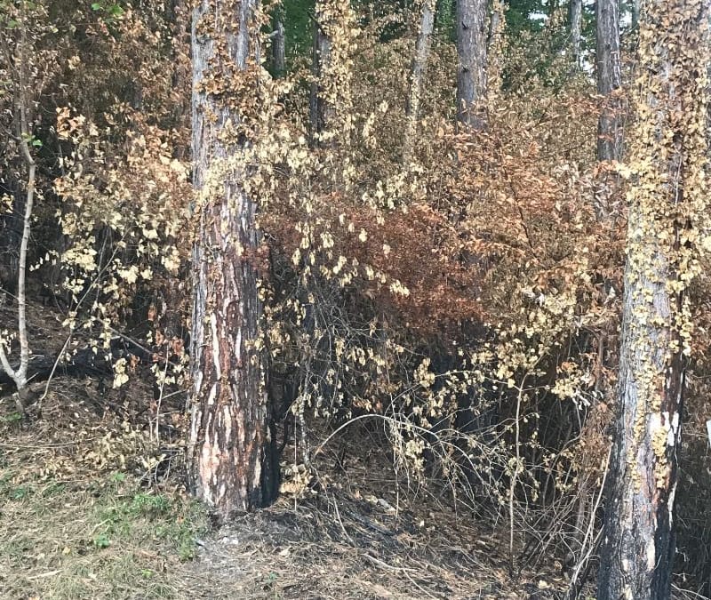 LA FORET BRULE EN HAUTE SAVOIE