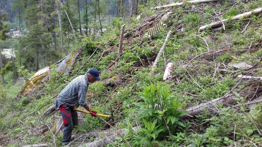 Chamonix : Reboisement dans le cadre d’un  Territoire à Energie Positive pour la Croissance Verte (TEPCV)