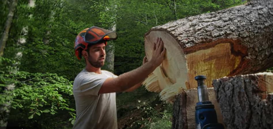 Le bois scolytés utilisation?