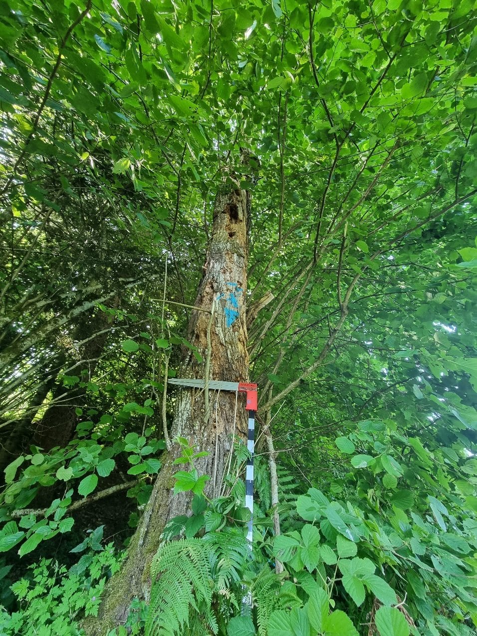 A la recherche d’arbres habitats.