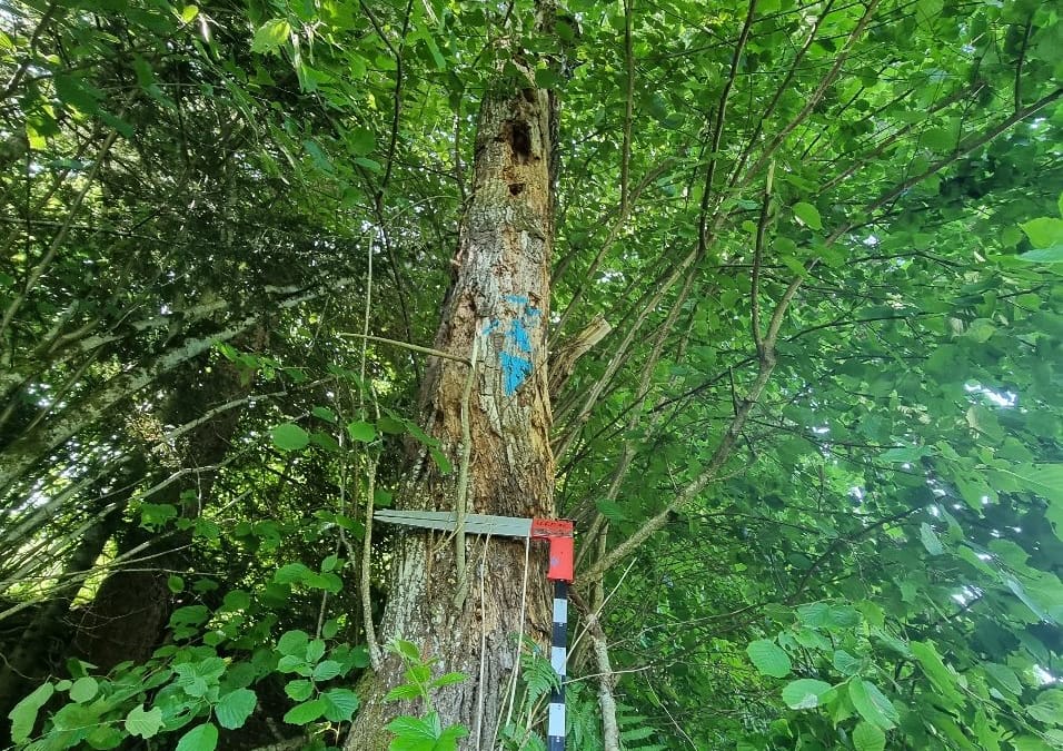 A la recherche d’arbres habitats.