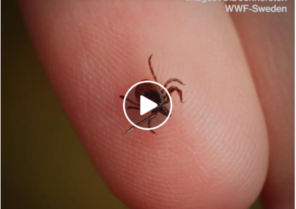 Vidéo : Les tiques, quels dangers pour l&rsquo;homme ? – Brut