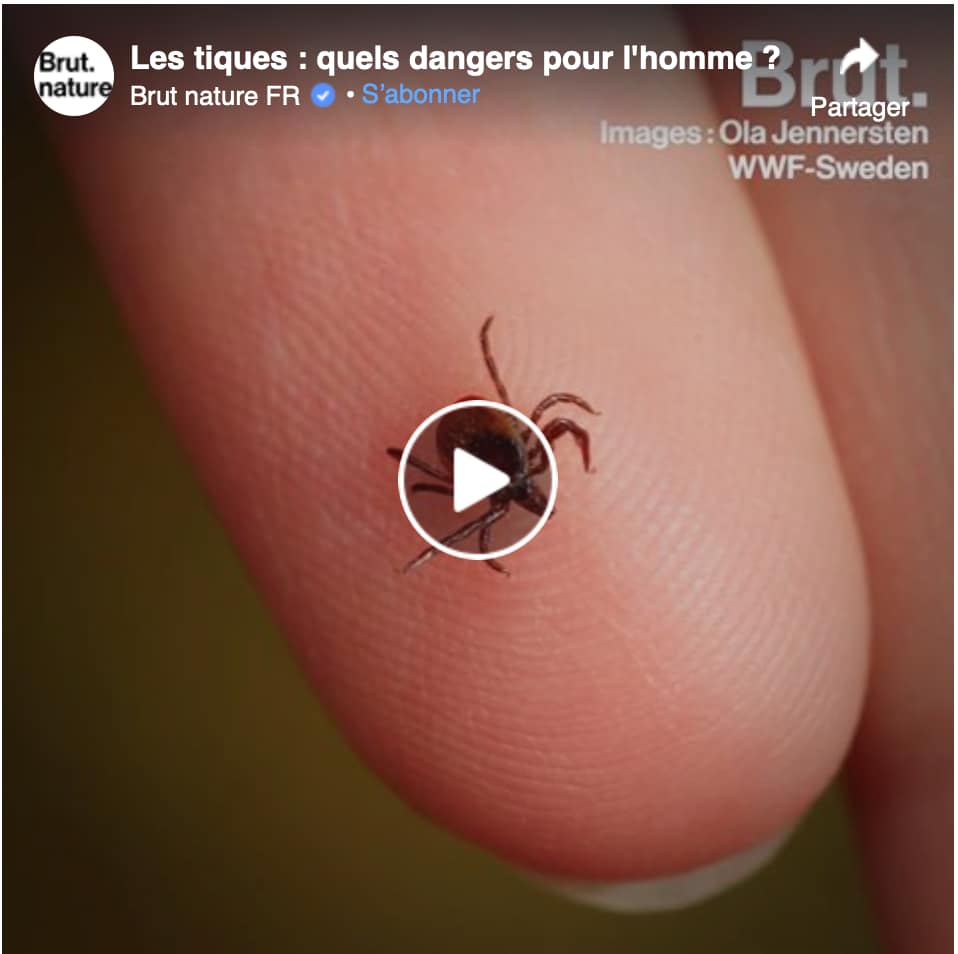 Vidéo : Les tiques, quels dangers pour l&rsquo;homme ? – Brut