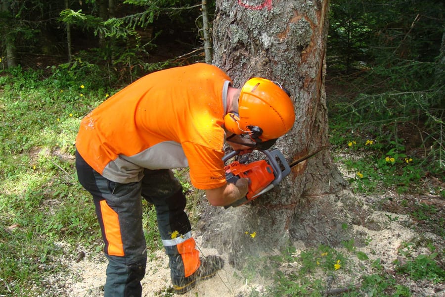 Fête du bois et de la forêt 2018