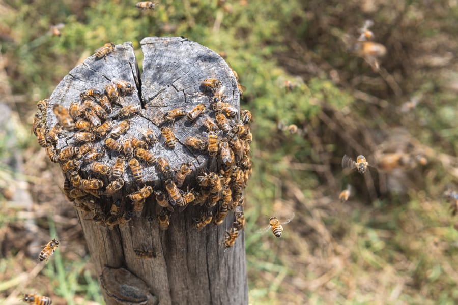 Biodiversite-74-abeilles