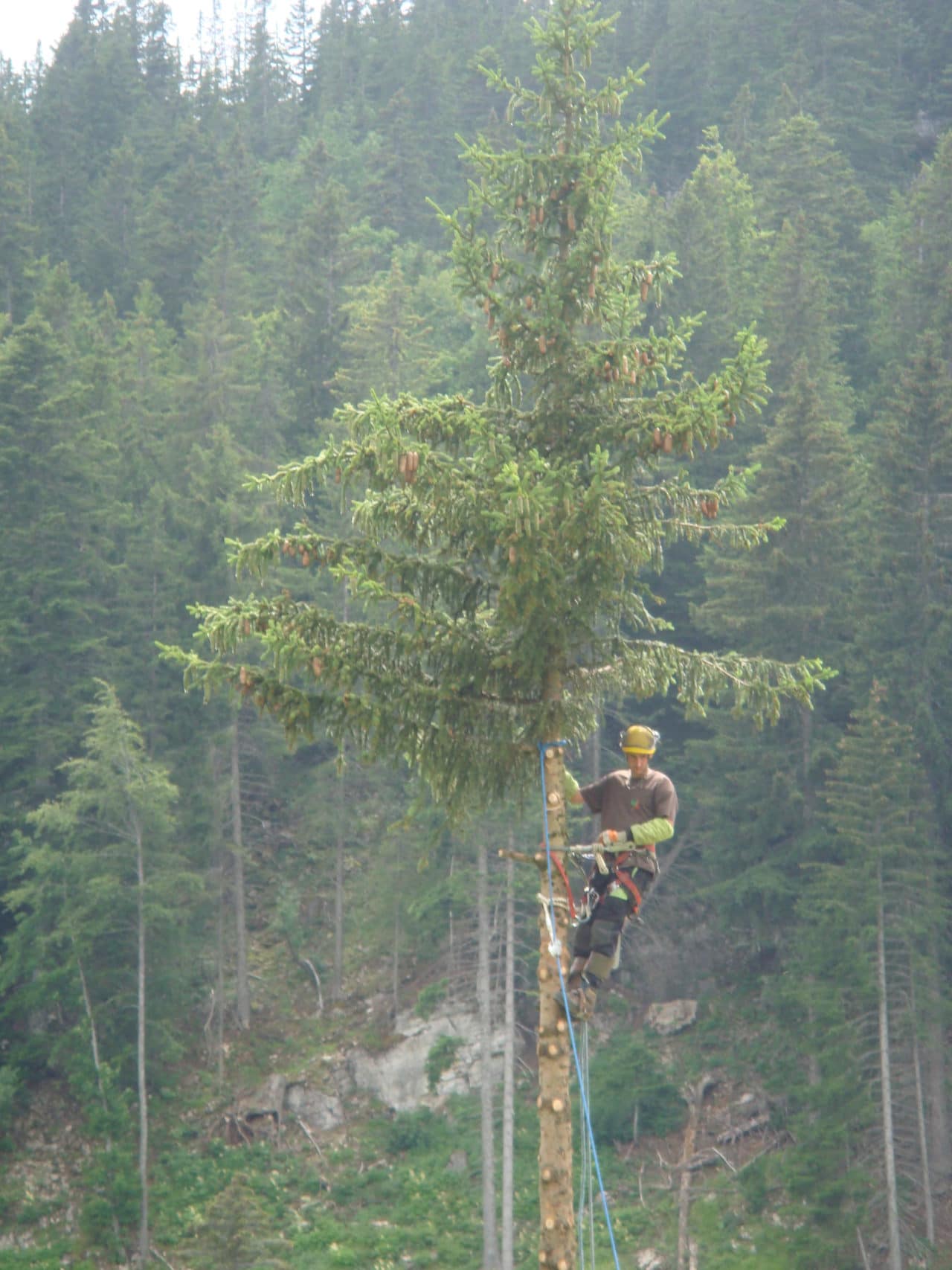 Fête de la forêt 2009