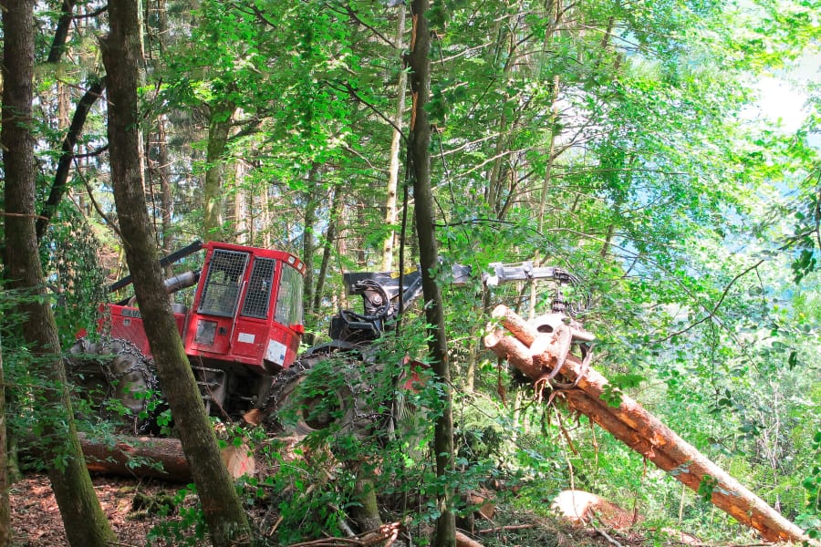 Debardage-et-stockage-des-bois