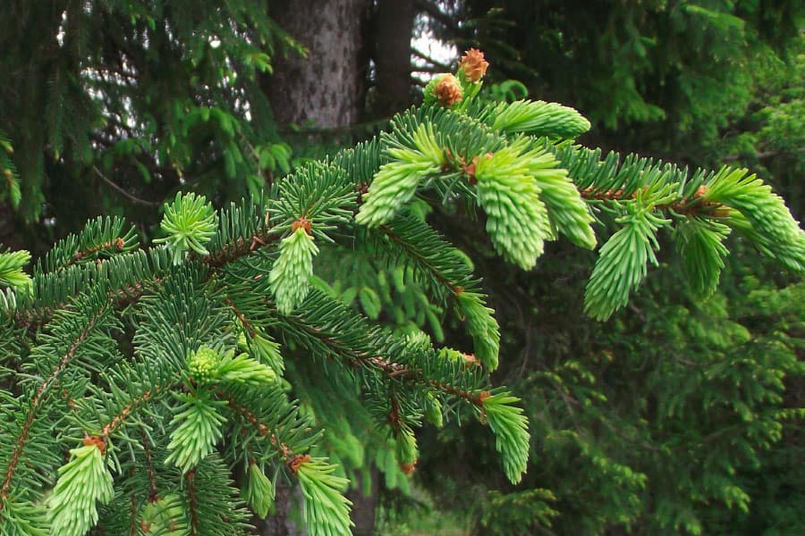Epicea-UFP74-Foret-Haute-Savoie