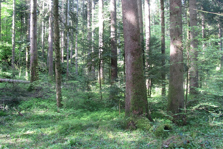 Foret-haute-savoyarde-74-UFP74
