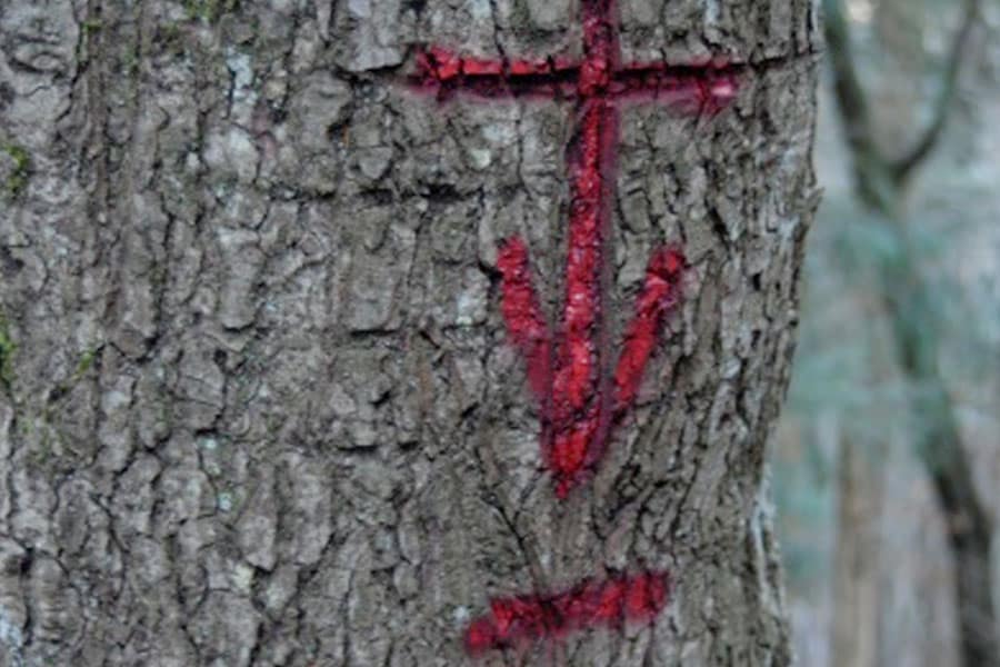Marquage-FORET-arbre-limite-propriete