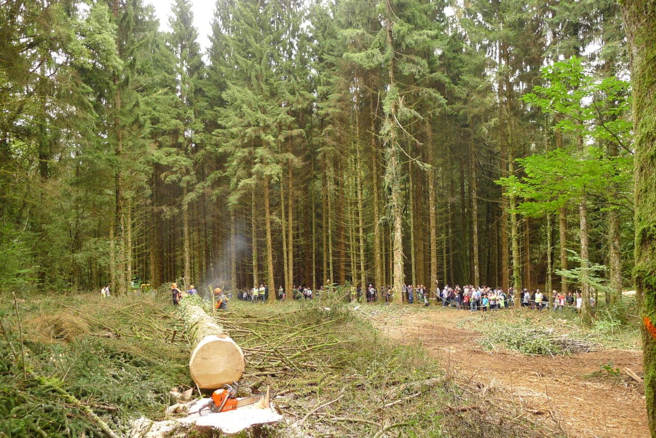 Fete du bois et de la foret 2014