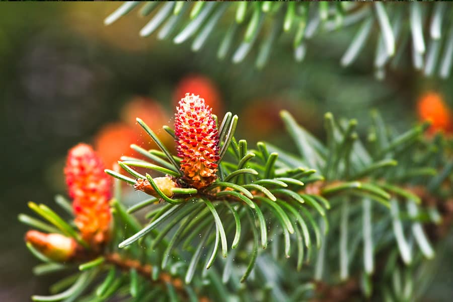 Sapin-UFP74-Foret-Haute-Savoie