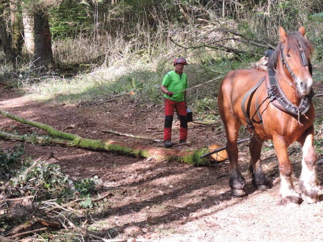 Fete du bois et de la foret 2014